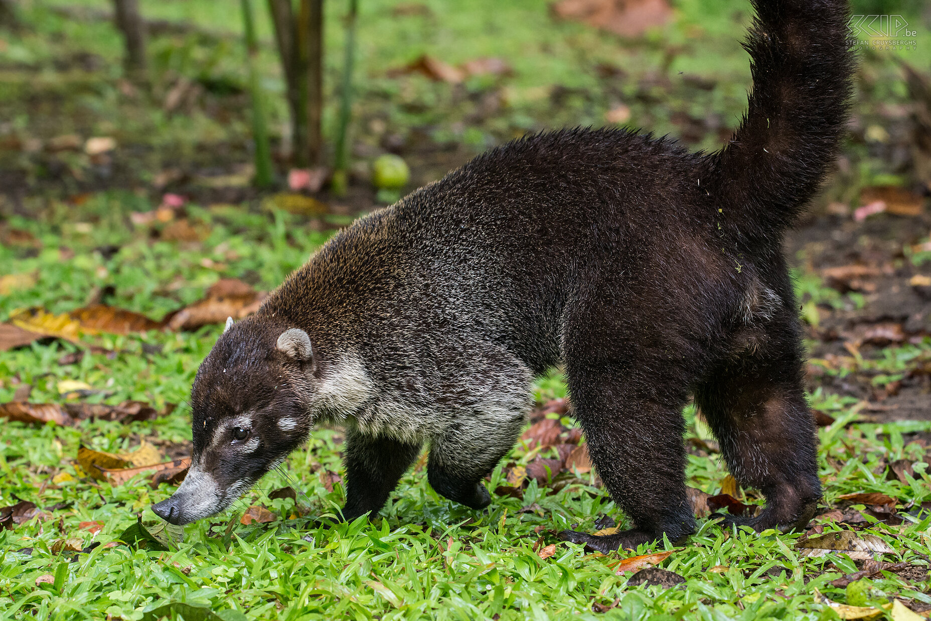 Arenal - Hanging Bridges - Coati De witsnuitneusbeer (hite-nosed coati, nasua narica) is lid van de wasbeer familie en ze leven in Midden-en Zuid-Amerika. Het zijn alleseters met een voorkeur voor kleine gewervelde dieren, vruchten, insecten en eieren. Stefan Cruysberghs